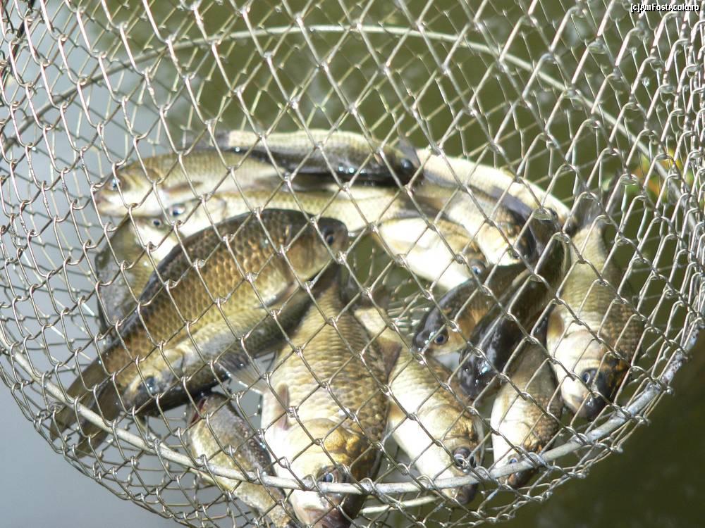 Fish - 91041022513.jpg